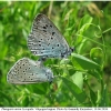 ph arion copula1 volg